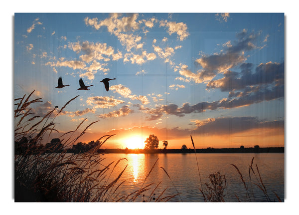 Swans flying over the lake