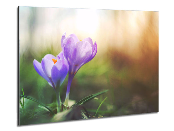 Purple crocus in soft focus