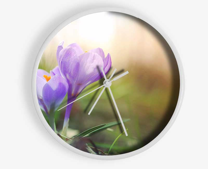 Purple crocus in soft focus Clock - Wallart-Direct UK