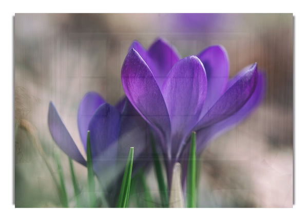 Purple crocus opening up