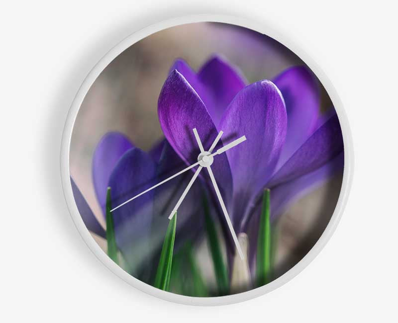 Purple crocus opening up Clock - Wallart-Direct UK