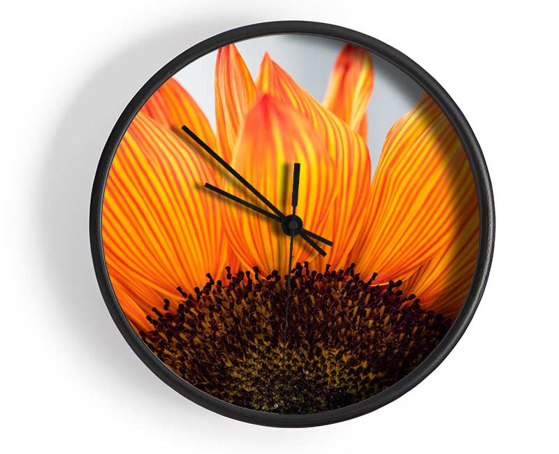 Orange flower opening up close up Clock - Wallart-Direct UK