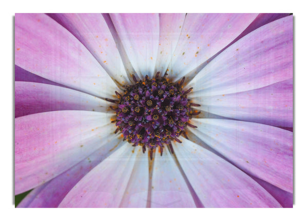 Purple flower close up and personal