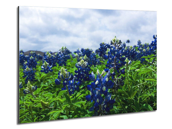 Bue flowers on green stems