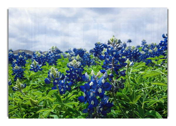 Bue flowers on green stems