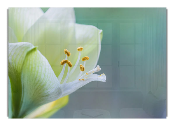 White flower with pollen