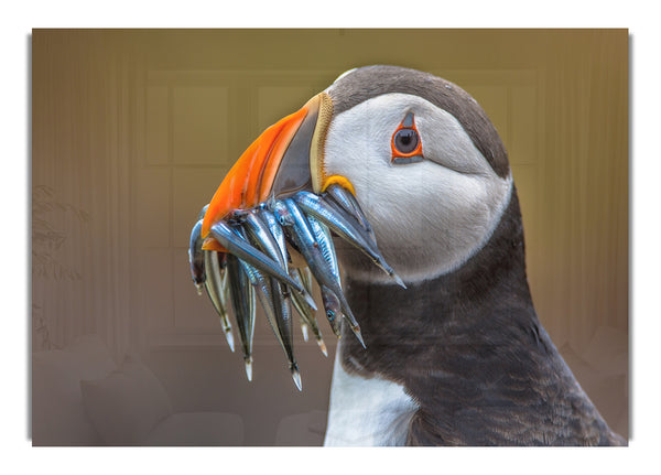 Puffin with a mouthall of fish