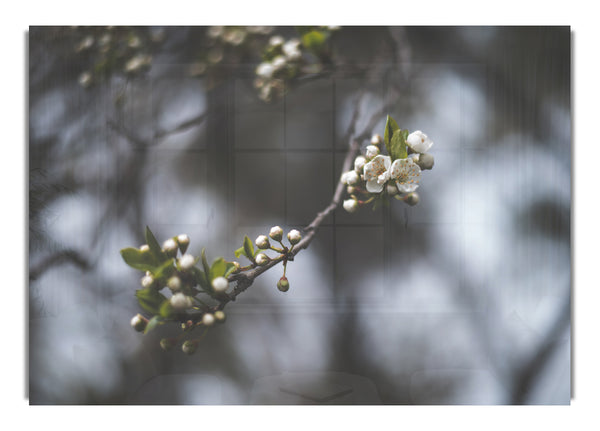 White blossom tree in soft focus