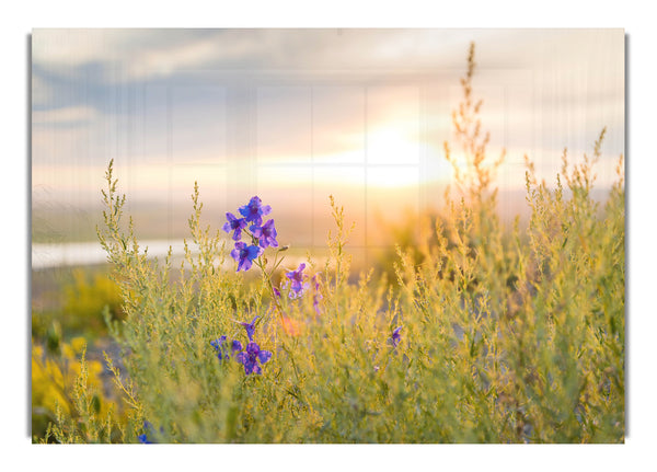 Purple flower suspended in the sunlight