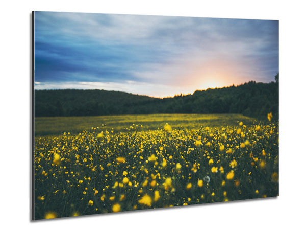 Surreal field of yellow flowers