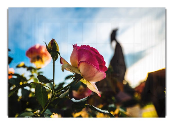 Rote Rose beim Sonnen