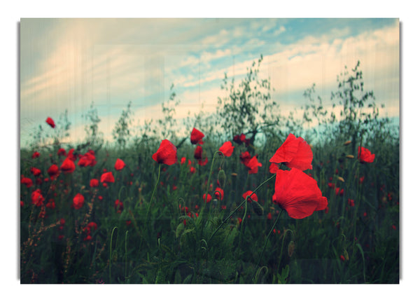 Red poppies on a windy day