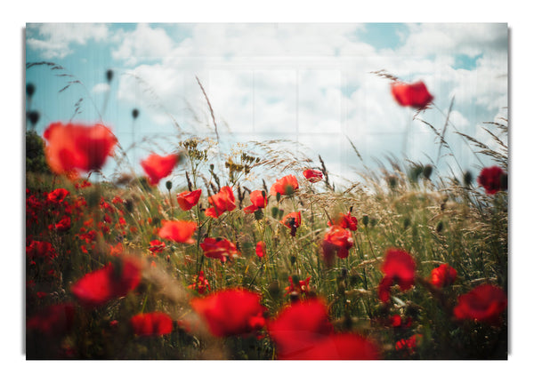 Rote Mohnblumen ragen in den Himmel