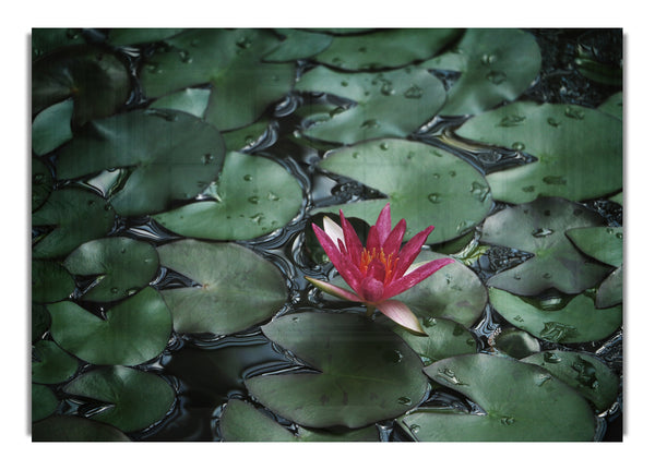 Lotus peering above the lilly pads