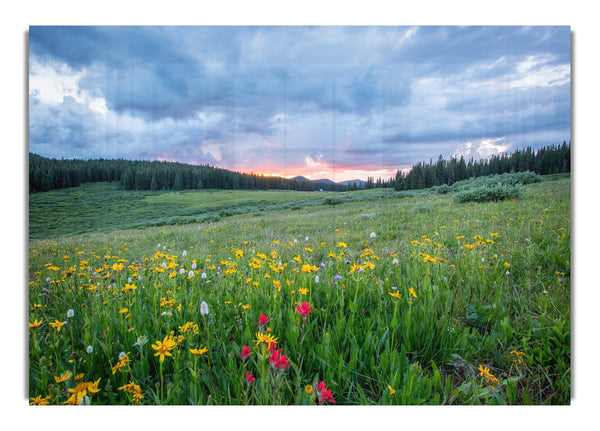 Spring meadow between the trees