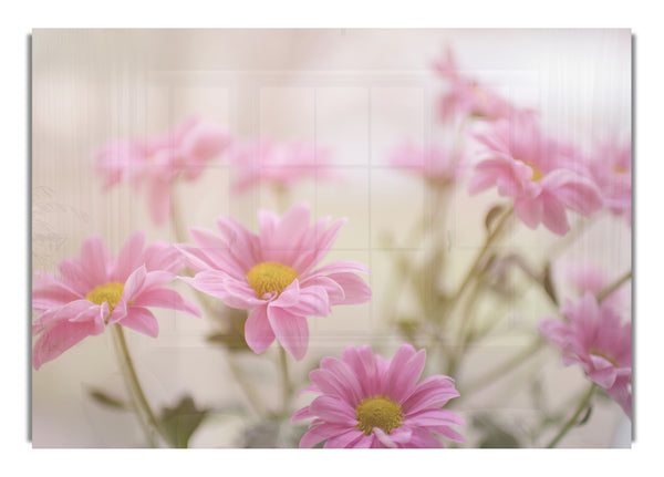 Pink flowers in soft light