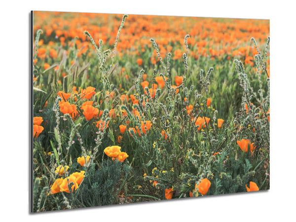 Orange flowers in the spring field