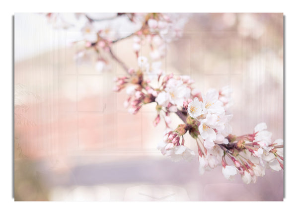 Kirschblüten herabhängenden Zweig