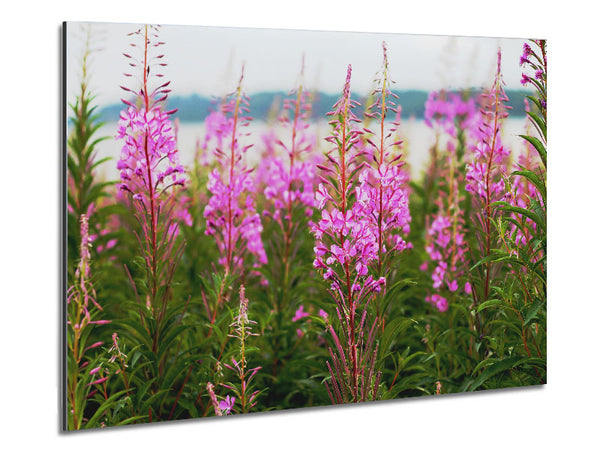 pink flowers in front of the stream