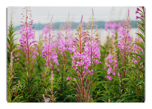 pink flowers in front of the stream