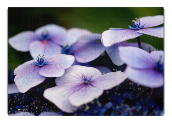 Flat purple flowers