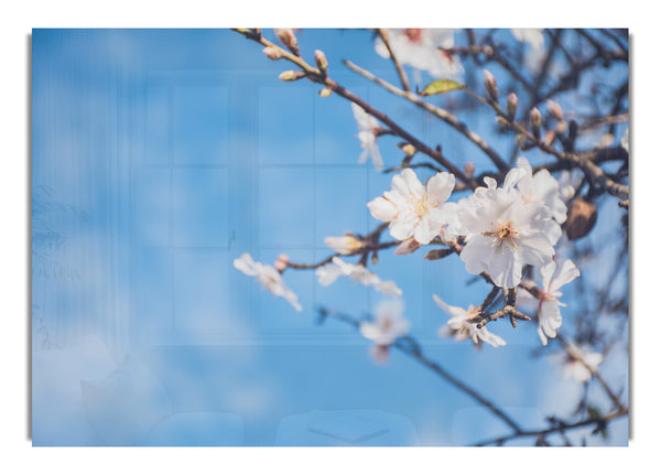 White blossom flowers  off a branch