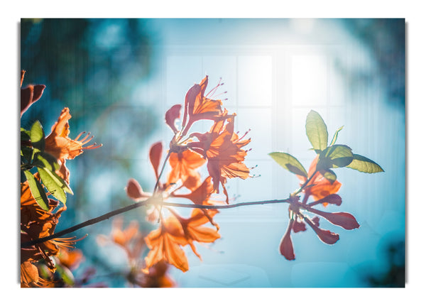 Sun shinging through the twigs and leaves