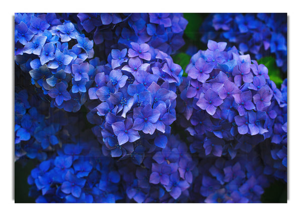 Purple flowers bunched