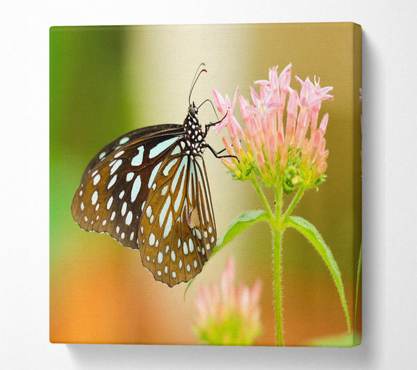 A Square Canvas Print Showing Butterfly feeding time Square Wall Art