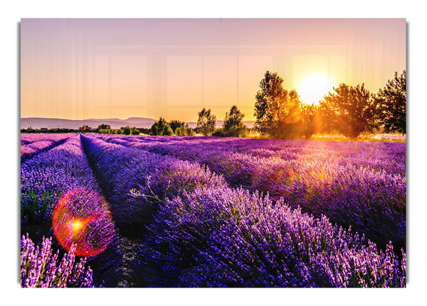 Sunflare over the lavender