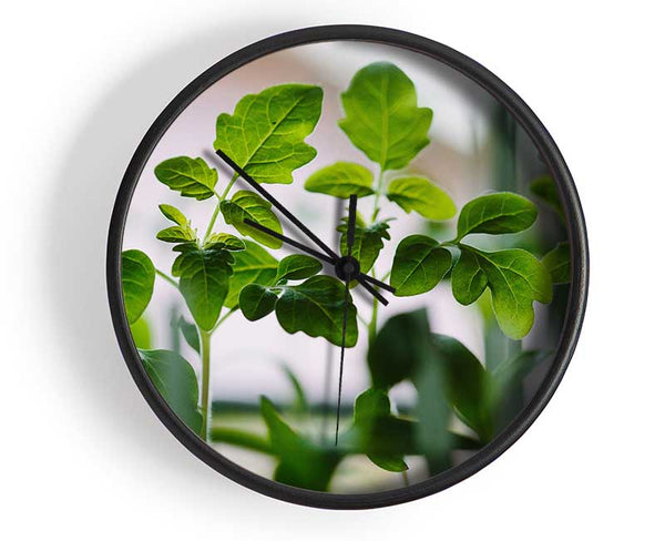 Baby foliage growing Clock - Wallart-Direct UK