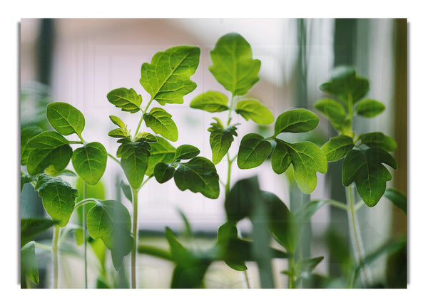 Baby foliage growing