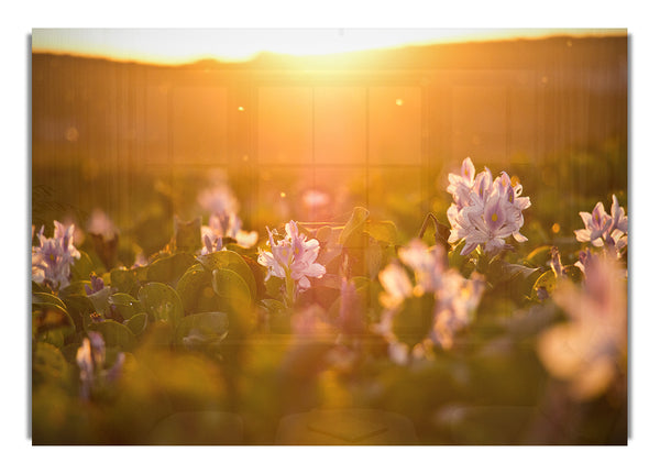 Diffused light on the meadow