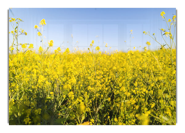 Summer harvest fields