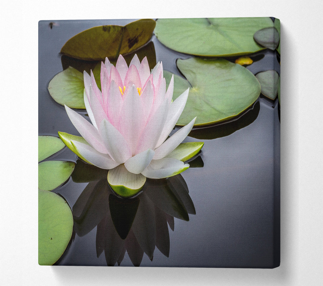 A Square Canvas Print Showing Pond plant floating on the lake Square Wall Art