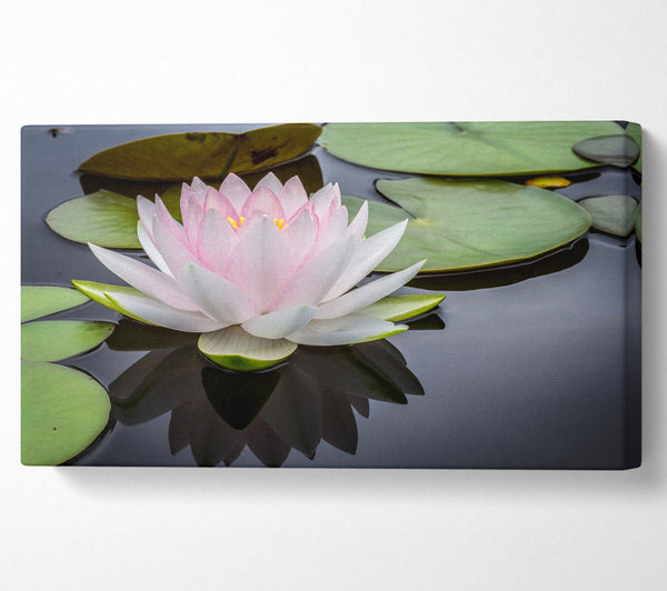 Pond plant floating on the lake