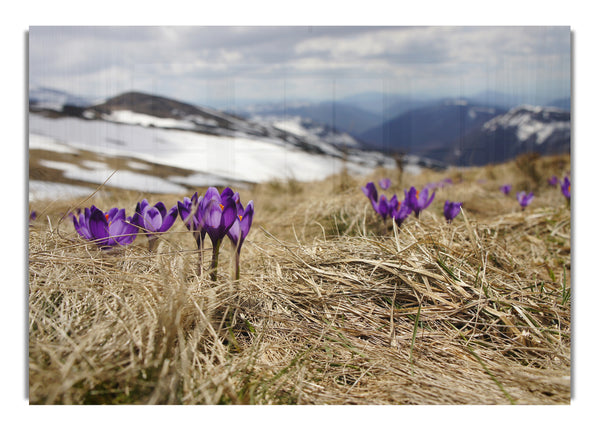 Purple crocus sprouting through the grass