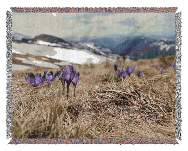 Purple crocus sprouting through the grass Woven Blanket