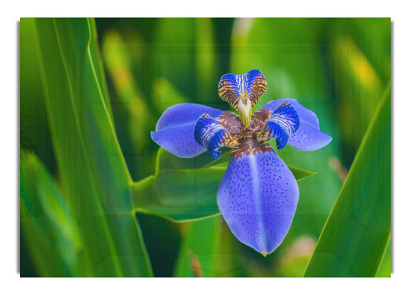 Tiny blue flower in shot