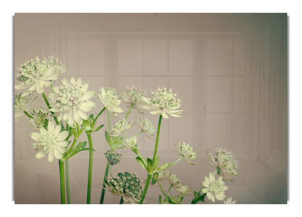 White flowes on the grey