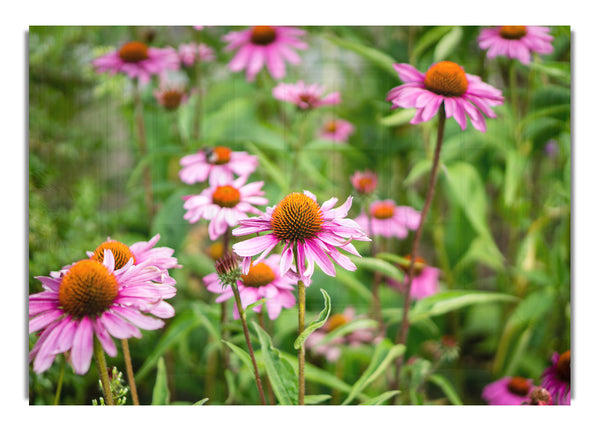 Pink flowers down below in the grass