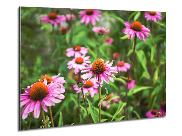 Pink flowers down below in the grass