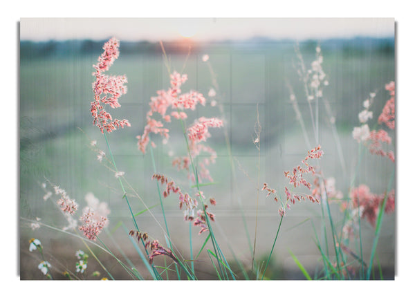 Peach coloured flowers in the morning meadow