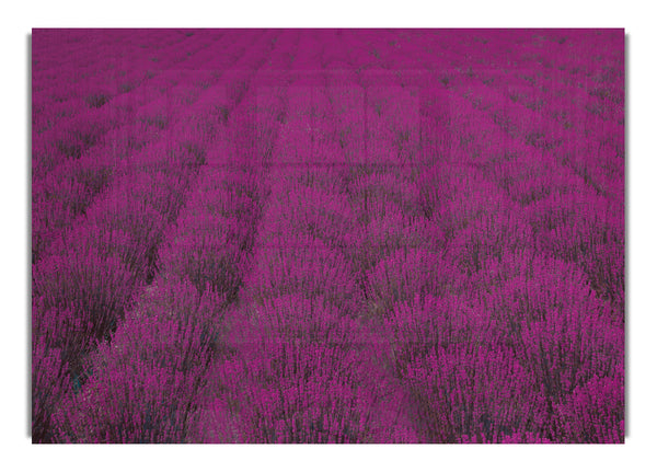 Impressive fields of lavender