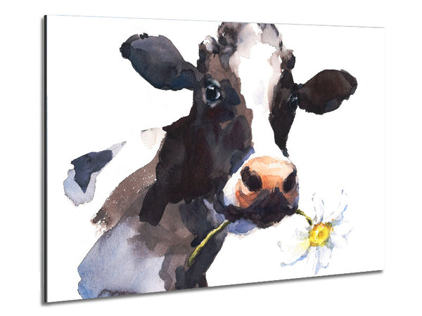 Daisy The Cow