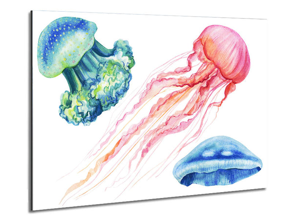 The Jellyfish Of The Sea