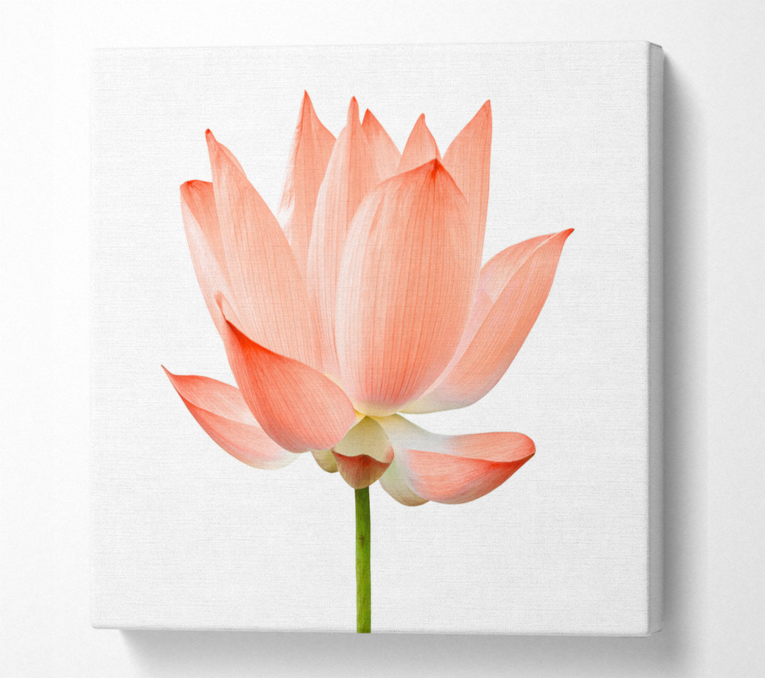 A Square Canvas Print Showing The Peach Flower Beauty Square Wall Art