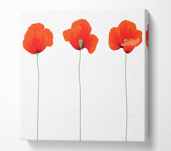 A Square Canvas Print Showing Three Poppies Standing Square Wall Art