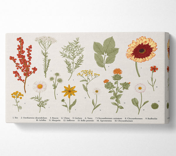 Blumenillustration handgezeichnet