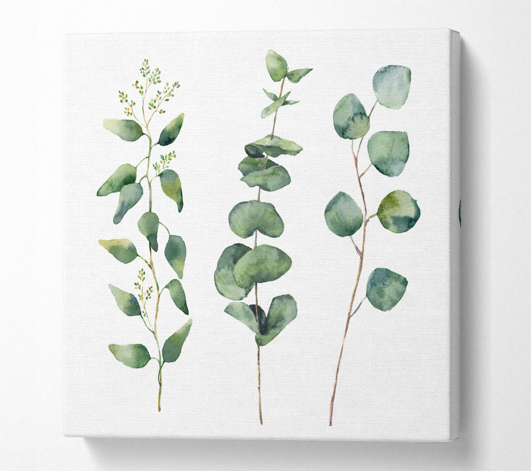 A Square Canvas Print Showing Three Green Foliage Stems Square Wall Art